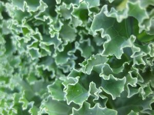 Nymbiotic / Symbiotic (Single)