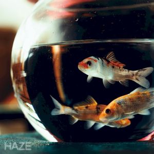 HAZE (Single)