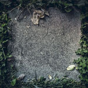 Leaf Withers.. Leaf Falls (Single)
