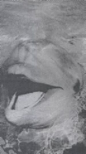 Plays Themes From Voyage