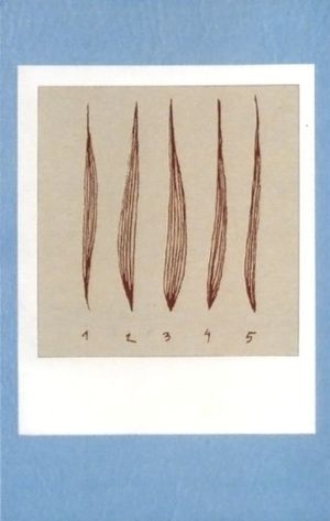 Cicatrices de un cuento (I)