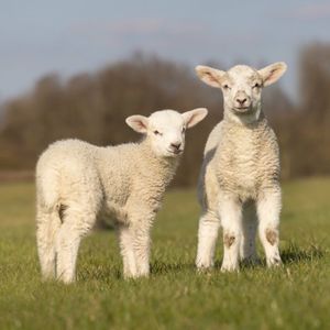 Qué más da (Single)