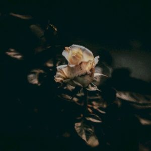 Pieces of Me (Single)