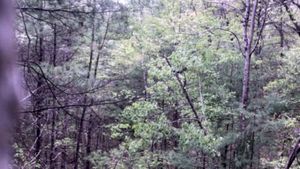 Millstone Woods May 2018 (Single)