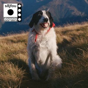 Dognip