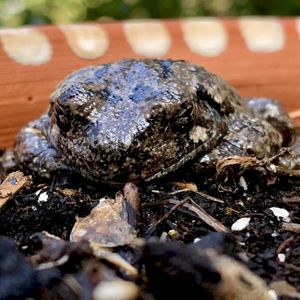 These Toads (Single)