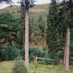 Creature (Single)