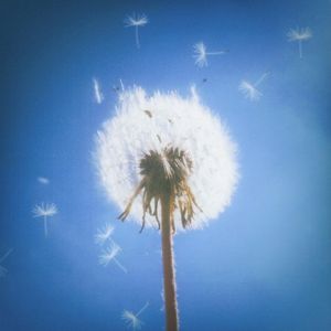 Dandelion Dreams (Single)