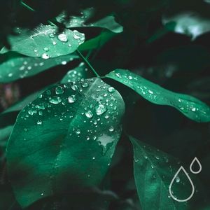 Umidus Forest (Single)