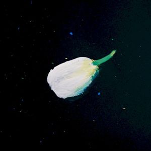 球根 (Single)