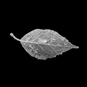 In the Bleak Midwinter (Single)