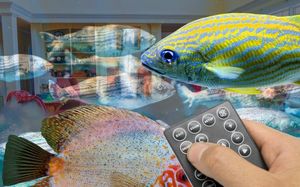 Tranquil Fish Experience