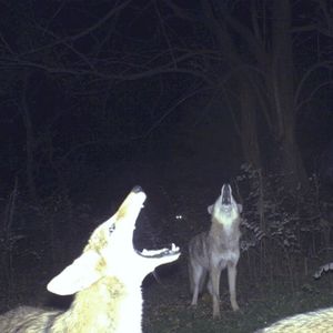 the light that failed