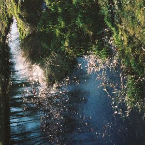 feather (Single)