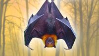 The Deep Halloween Lore You Probably Don’t Know