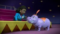 Le mambo des hippos