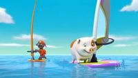 Le cochon surfeur