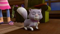 Une chatte citadine