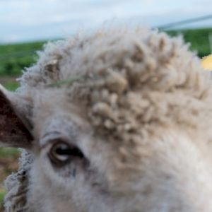 BAA, AS THE SHADOWS LOOM