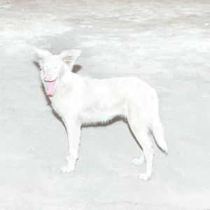 Malandra