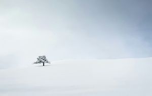 a Soft Place in Winter