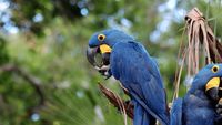 Pantanal