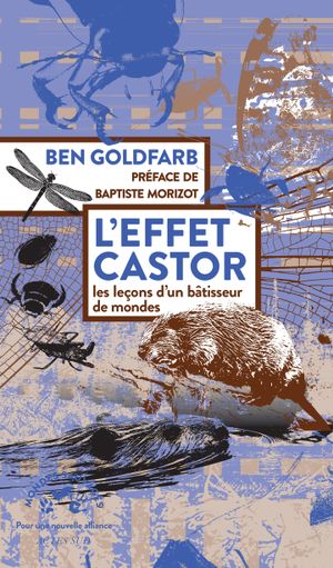L’Effet castor