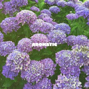 Aromatic (Single)