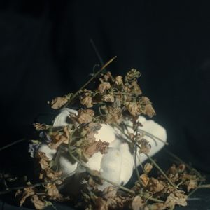 Weak and Predatory (Single)