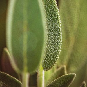 Basil (Single)