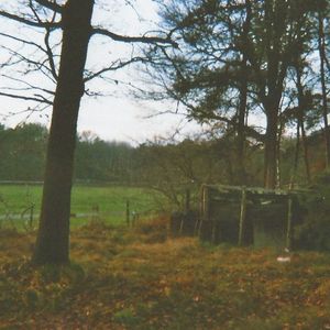 Bird Calls (Single)