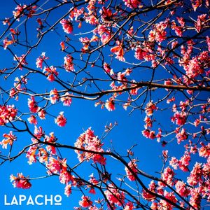 lapacho (Single)