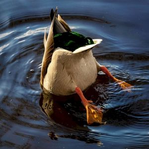 Canard (Single)