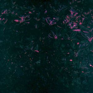 renaissance (Single)