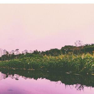 violet (Single)