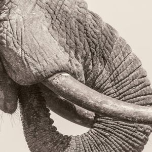 World Elephant Day