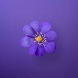 Violet (Single)