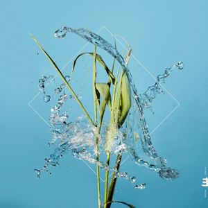 Stream
