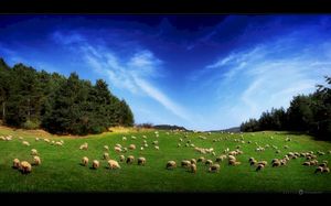 Sheep (Single)