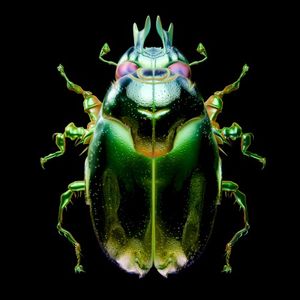 Beetle
