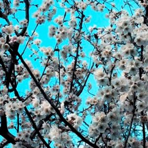 The Arrival of Spring