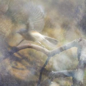 Will O' The Wisp (Single)