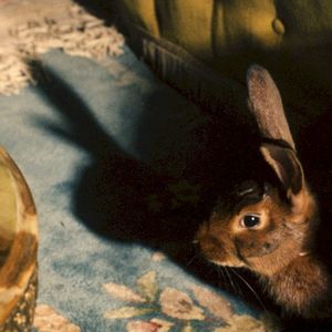 Rabbits Can Swim (Single)