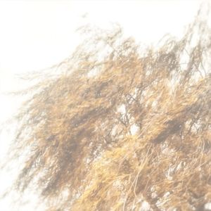 Salix (EP)