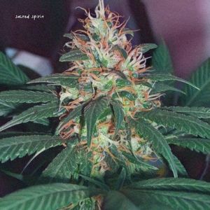 Thoughts After Sativa (Single)