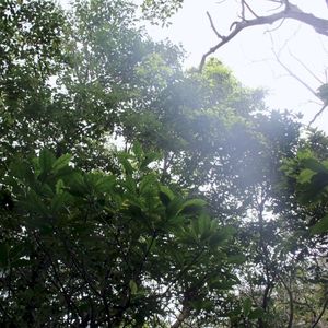 The Ancient Forest XIV (EP)