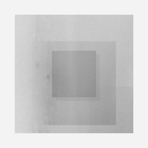 Protea (Single)
