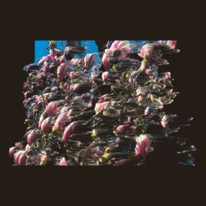 Path (Single)