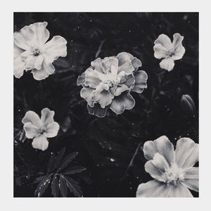 Tiny Sprout (Single)