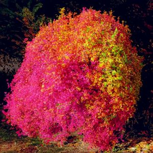 setting sun (Single)